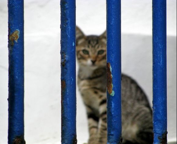 09-09-2009  Mykonos: Behind bars...., it must be a criminal cat