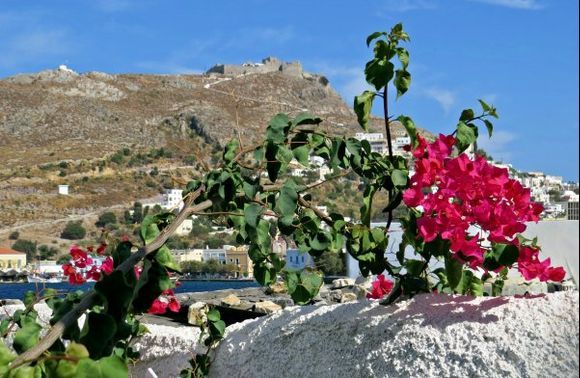 17-09-2014  Leros: Flowers and on the background Agia Marina