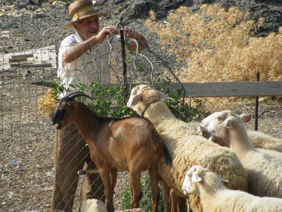 14-09-2008: Alonissos: A friendy shepherd