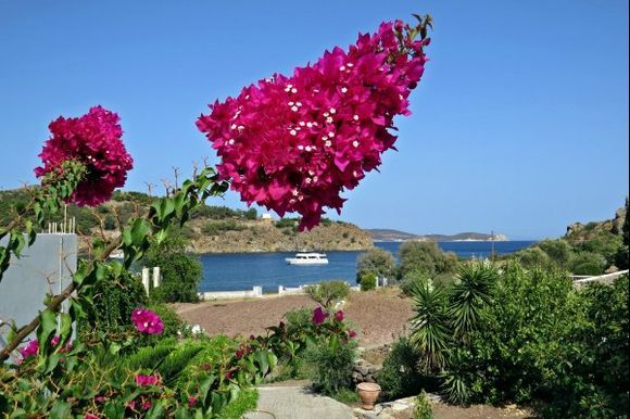 08-09-2015  Patmos: Flowers with view on the bay of Meloi