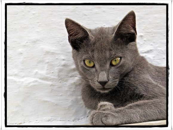 06-09-2016  Patmos:  Monastery Cat