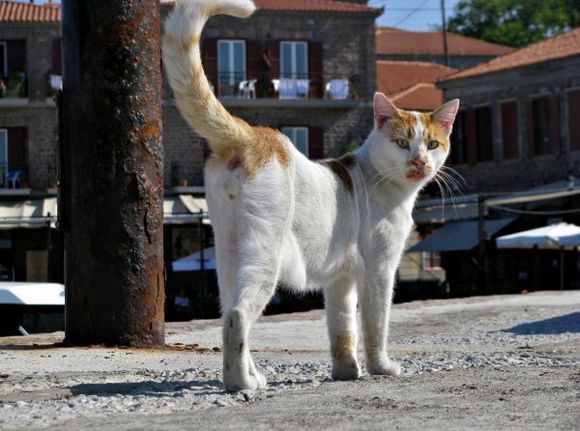 04-09-2011  Lesbos: Molyvos  whistling cat