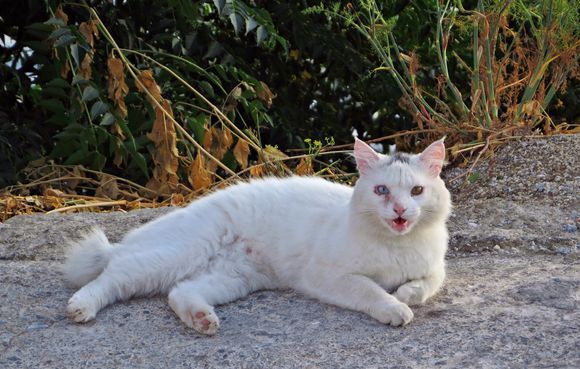 25-0-2022 Andros: Batsi ........A cat with special eyes