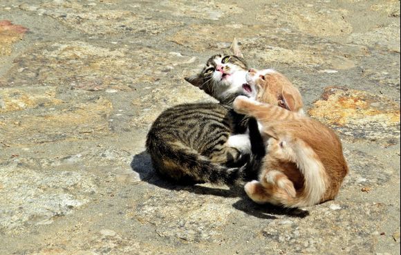 14-09-2020 Ikaria: Fighting cats on a squire in a monastery