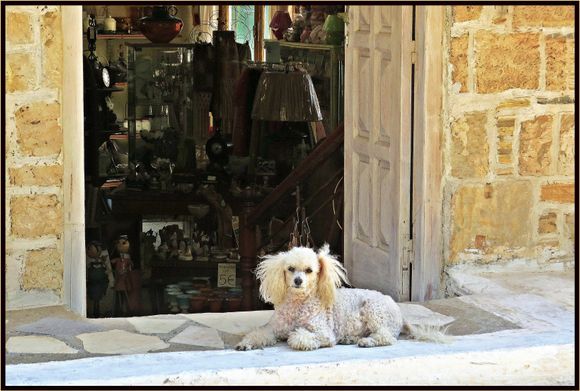 22-09-2020 Samos: Pythagorio ......Guard dog ;-)
