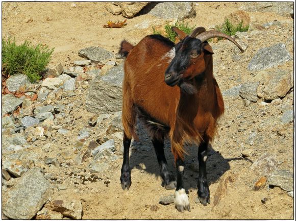 16-09-2019 Ikaria: A goat along the road with one white foot