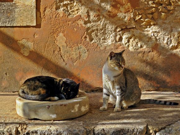 13-09-2021 Arkadi: Relaxing cats in the Monastery of Arkadi