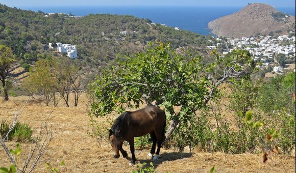 17-09-2018 Patmos: A horse and a nice view on Skala  .....