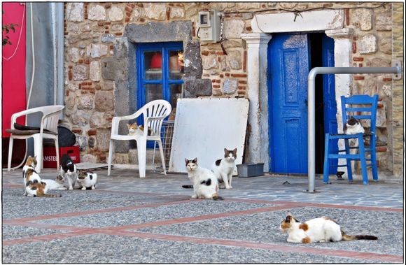 27-08-2020 Kalymnos: Cats waiting for a good meal ;-)
