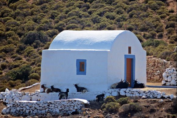 26-09-2019 Patmos: Religious goats waiting for the priest ....  ;-)