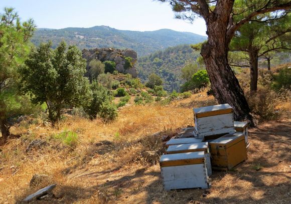 17-09-2019 Ikaria: Beehives in the landscape of Ikaria