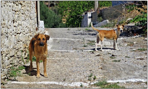 25-09-2022 Samos: Street dogs in an almost deserted village somewhere on Samos