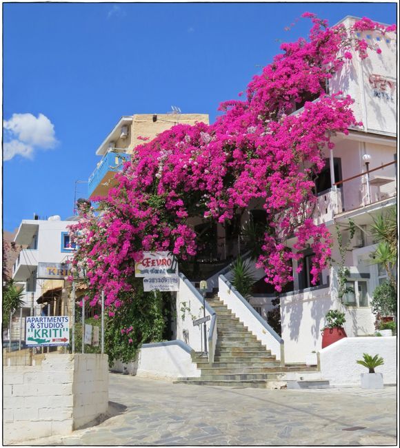 10-09-2021 Agia Galini: Nice colourful bougainville at the hotelwal
