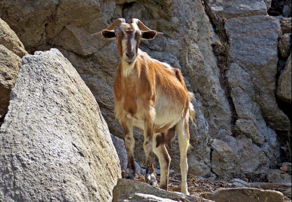 16-09-2019 Ikaria: A nice goat in the landscape of Ikaria 