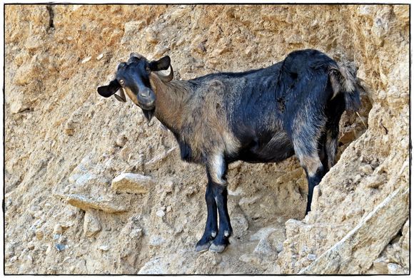 16-09-2019 Ikaria: What's up man .......?
(A goat along the coastroad on Ikaria)