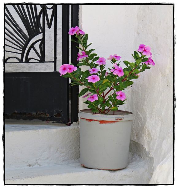 12-09-2021 Myrthios: Just a few flowers in a pot