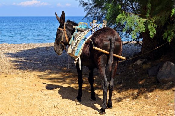 26-09-2019 Patmos: Lambi ...........Sea-donkey