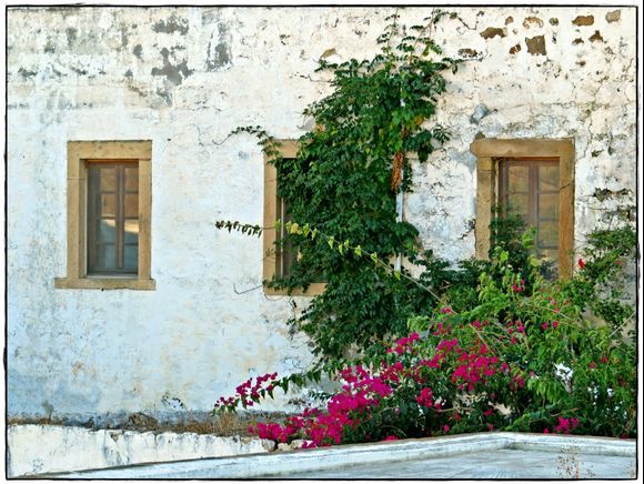 28-09-2019 Patmos: SKala  .....Plants and flowers against the wal