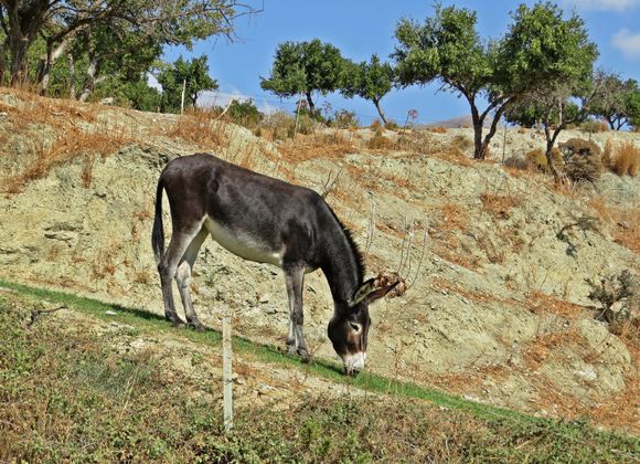 29-09-2021 Crete: A donkey on a slope at South Crete