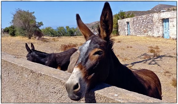 15-09-2022 Patmos: Meloi .........It was time again for a good talk with some donkeys