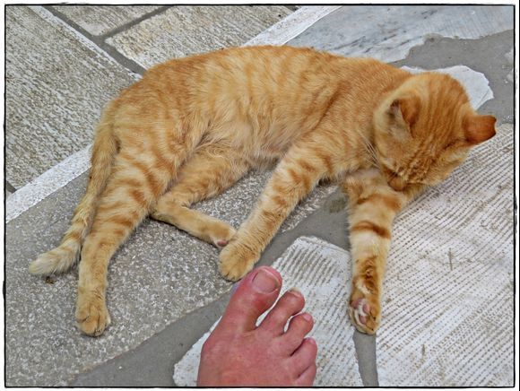 07-09-2022 Tinos: Pyrgos .........Cat becomes completely unconscious after smelling my foot