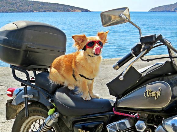 07-09-2020 Lipsi: A dog on a motorcycle (3)