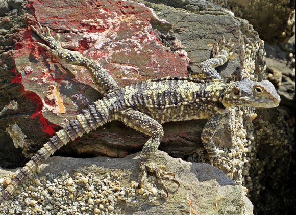 17-09-2020 Ikaria: Manganites ....... Lizard on the rocks ........don't drink it  ;-)