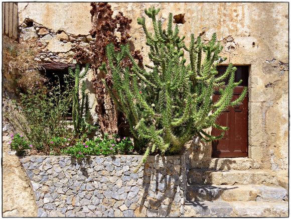 10-09-2023 Crete: Catus in the courtyard of Preveli Monastery