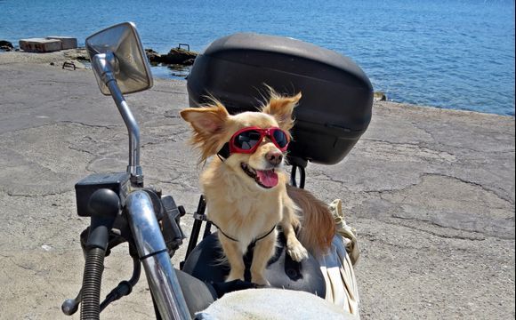 07-09-2020 Lipsi:  A dog on the motorcycle (2)