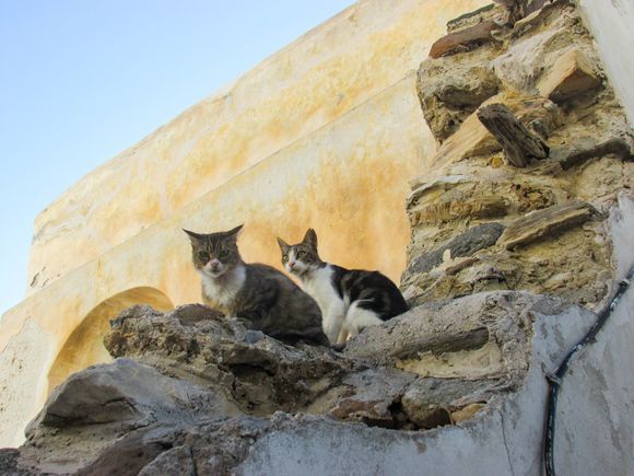 Two cats on the wall