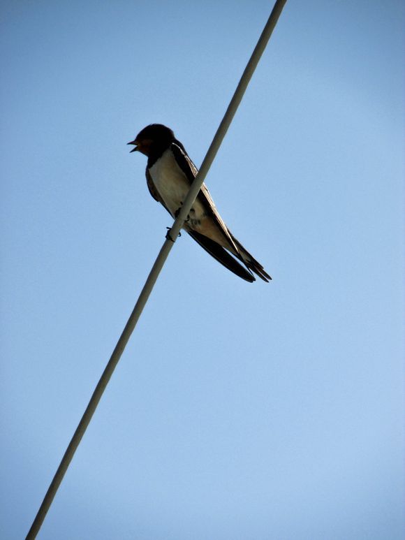 Bird on the Wire