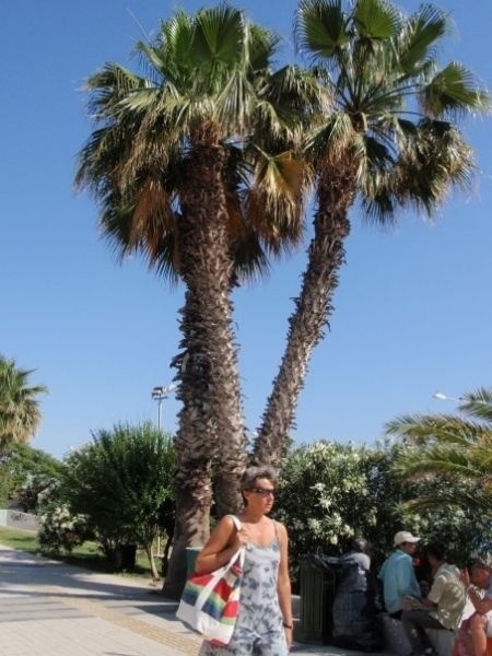 Waterside palm trees.