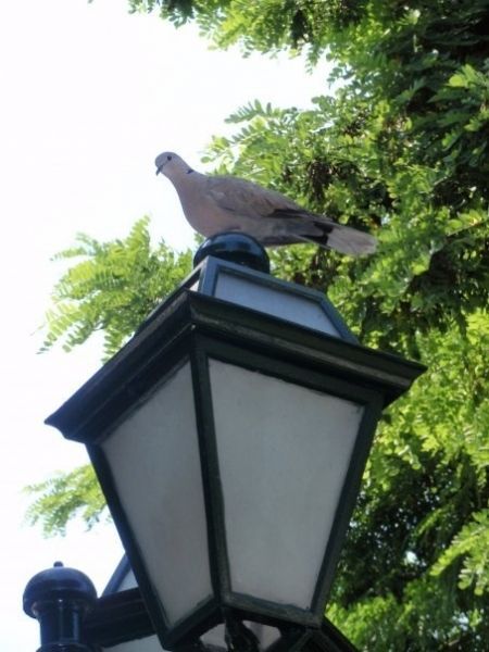 Dove on a light, Ydria, Plaka.