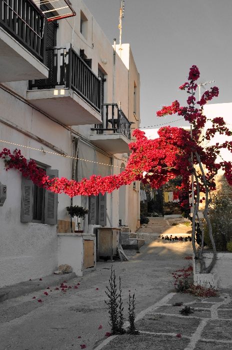 Paros - lovely flower gate in Naoussa