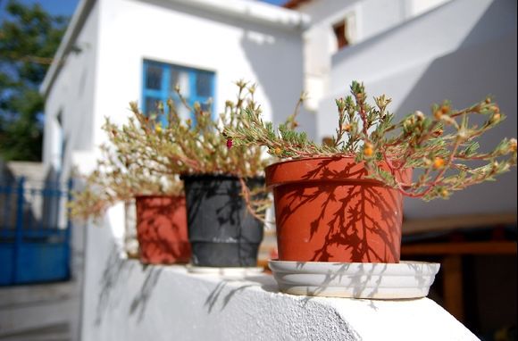 Andros - flower pots in Batsi