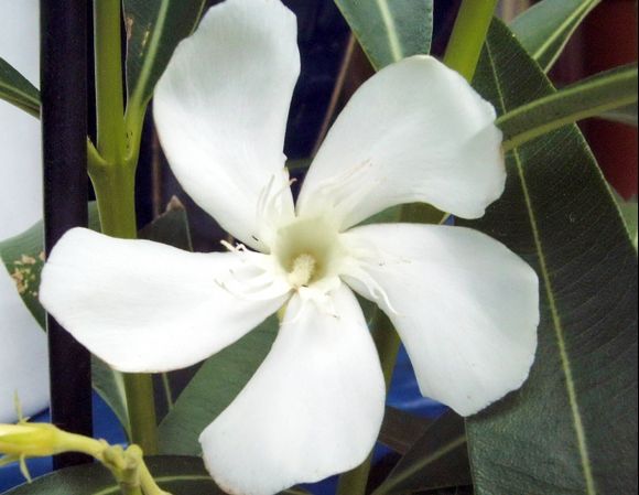 Oleander white