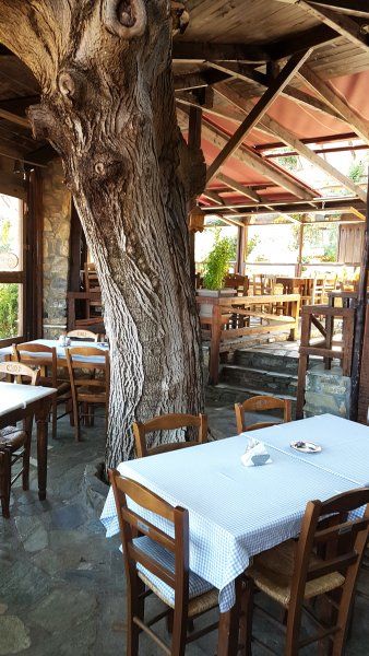 Tree in taverne, Olympus