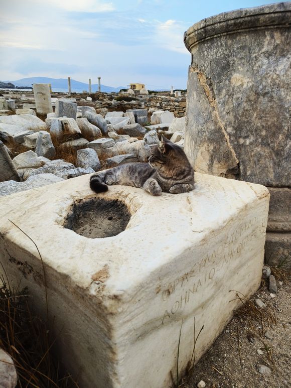 Our guide jokingly said that Delos was specially built for creatures such as this :-))