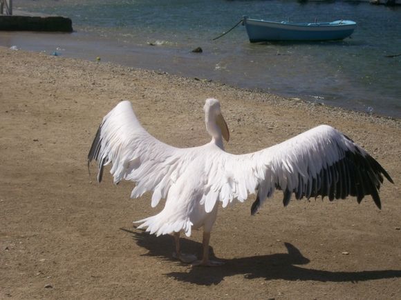 The pelican on a Mykonos beach!