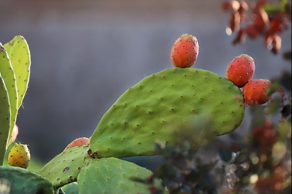 ripe cactus fruits