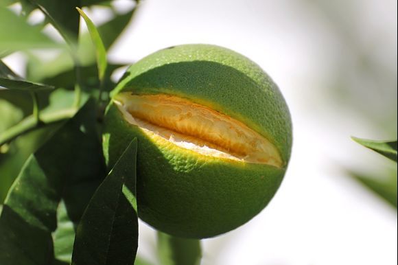 Have you ever seen a grinning orange?  ;-)