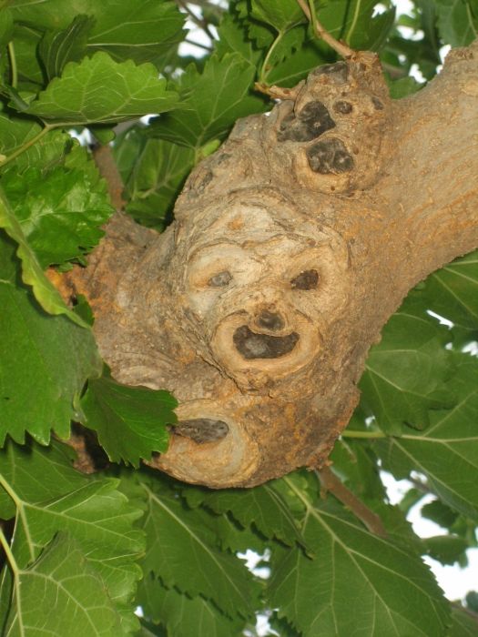 old olive tree branc - monkey face