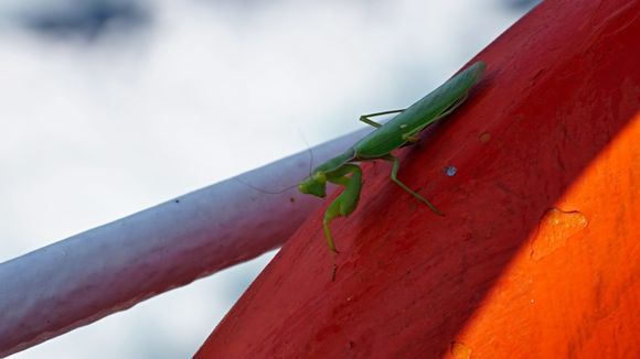 when cruising to Skopelos - one of the passengers