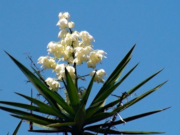 Kos - flowering palm