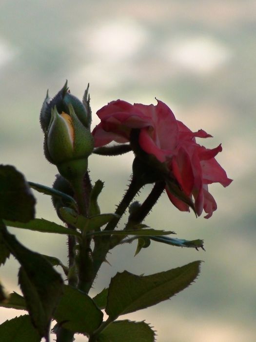 a rose in castle ruins