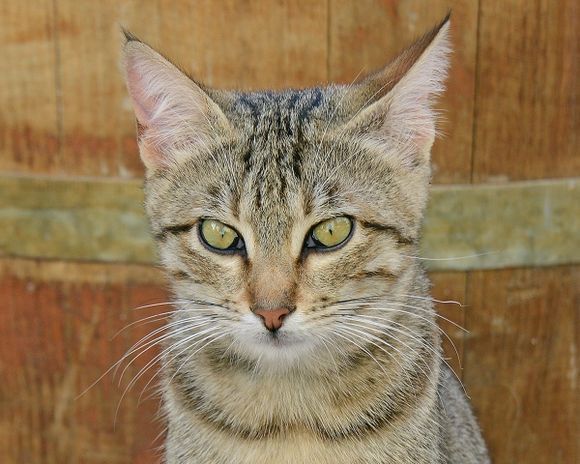 An alley cat of Chania in front of a barrel with a brass band around it. I was struck at how similar the color of the cat\'s eyes were with the brass.