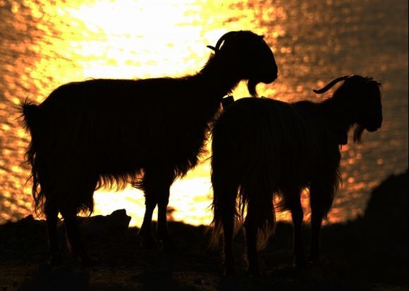 Cretan goats backlit by the rising sun with the outer Souda harbor behind them