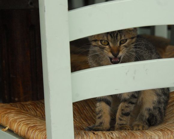 A taverna cat intent on keeping its territory.