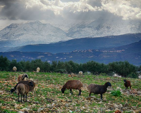 Livestock graze in an Akrotiri field with the snow capped White Mountains in the distance