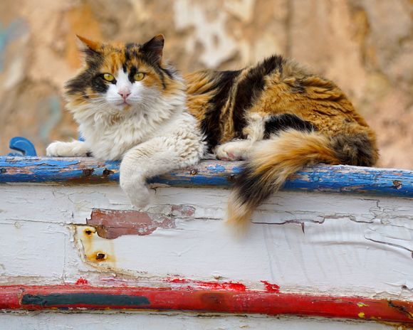 A bright-eyed calico harbor cat rests on top of an old fishing boat in Chania's port area.